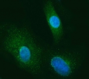 Immunofluorescent staining of FFPE human A549 cells with SEC13L1 antibody (green) and DAPI nuclear stain (blue). HIER: steam section in pH6 citrate buffer for 20 min.