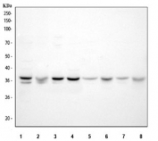 Western blot testing of 1) human MCF7, 2) human MDA-MB-453, 3) human HepG2, 4) human K562, 5) rat brain, 6) rat small intestine, 7) mouse brain and 8) mouse small intestine tissue lysate with SEC13L1 antibody. Predicted molecular weight: 34-41 kDa (multiple isoforms).