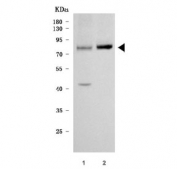 Western blot testing of human 1) 293T and 2) SH-SY5Y cell lysate with SR-BII antibody. Expected molecular weight: 54-85 kDa depending on level of glycosylation.