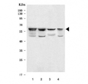 Western blot testing of 1) human 293T, 2) human K562, 3) human MCF7 and 4) monkey COS-7 cell lysate with ACAD9 antibody. Predicted molecular weight ~69 kDa.