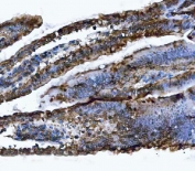 IHC staining of FFPE mouse colon tissue with VAPA antibody. HIER: boil tissue sections in pH8 EDTA for 20 min and allow to cool before testing.