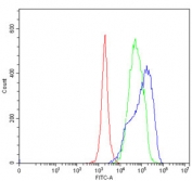 Flow cytometry testing of human JK-1 cells with SART1 antibody at 1ug/million cells (blocked with goat sera); Red=cells alone, Green=isotype control, Blue= SART1 antibody.