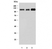 Western blot testing of human 1) HeLa, 2) HEL and 3) K562 cell lysate with Ubiquitin carboxyl-terminal hydrolase 16 antibody. Predicted molecular weight ~94 kDa.