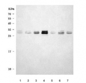 Western blot testing of 1) rat brain, 2) rat lung, 3) rat C6, 4) mouse brain, 5) mouse thymus, 6) mouse lung and 7) mouse RAW264.7 cell lysate with 4-1BBL antibody. Predicted molecular weight ~34 kDa.