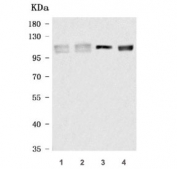 Western blot testing of 1) human RT4, 2) human MOLT-4, 3) rat brain and 4) mouse brain tissue lysate with INPP4A antibody. Predicted molecular weight: 106-110 kDa (multiple isoforms).