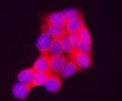 Immunofluorescent staining of FFPE human MCF7 cells with INPP4A antibody (red) and DAPI nuclear stain (blue). HIER: steam section in pH6 citrate buffer for 20 min.