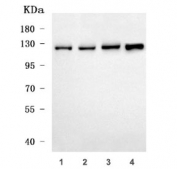 Western blot testing of human 1) HeLa, 2) 293T, 3) Jurkat and 4) T-47D cell lysate with SEC24C antibody. Predicted molecular weight ~118 kDa.