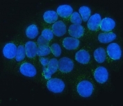 Immunofluorescent staining of FFPE human MCF7 cells with SEC24C antibody (green) and DAPI nuclear stain (blue). HIER: steam section in pH6 citrate buffer for 20 min.