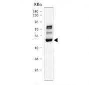 Western blot testing of human HepG2 cell lysate with SerRS antibody. Predicted molecular weight ~58 kDa, commonly observed at 50-60 kDa.