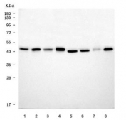 Western blot testing of 1) rat brain, 2) rat lung, 3) rat stomach, 4) rat L6, 5) mouse brain, 6) mouse lung, 7) mouse stomach and 8) mouse NIH 3T3 cell lysate with THAP11 antibody. Predicted molecular weight ~34 kDa, commonly observed at 34-44 kDa.