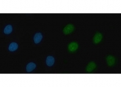 Immunofluorescent staining of FFPE human A549 cells with THAP11 antibody (green) and DAPI nuclear stain (blue). HIER: steam section in pH6 citrate buffer for 20 min.