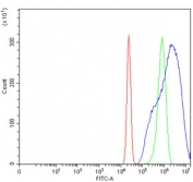 Flow cytometry testing of human U-2 OS cells with YBX2 antibody at 1ug/million cells (blocked with goat sera); Red=cells alone, Green=isotype control, Blue= YBX2 antibody.