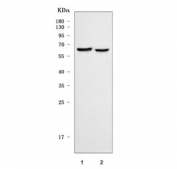 Western blot testing of 1) rat brain and 2) mouse brain tissue lysate with SHC-transforming protein 4 antibody. Predicted molecular weight ~69 kDa.