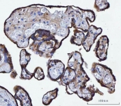 IHC staining of FFPE human placental tissue with TMPRSS13 antibody. HIER: boil tissue sections in pH8 EDTA for 20 min and allow to cool before testing.