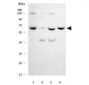 Western blot testing of human 1) LNCaP, 2) T-47D, 3) MCF7 and 4) A431 cell lysate with TMPRSS13 antibody. Predicted molecular weight ~63 kDa.
