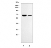 Western blot testing of 1) rat kidney and 2) mouse kidney tissue lysate with SCARA3 antibody. Predicted molecular weight ~65 kDa.