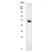 Western blot testing of human T-47D cell lysate with TMEM129 antibody. Predicted molecular weight ~40 kDa.