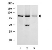Western blot testing of human 1) HeLa, 2) 293T and 3) U-251 cell lysate with WD repeat-containing protein 3 antibody. Predicted molecular weight ~106 kDa.