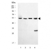 Western blot testing of human 1) HepG2, 2) K562, 3) 293T and 4) U-87 MG cell lysate with TRIM50 antibody. Predicted molecular weight ~55 kDa.