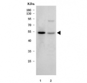 Western blot testing of human 1) K562 and 2) U-251 cell lysate with SDE2 antibody. Predicted molecular weight ~50 kDa.