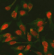 Immunofluorescent staining of FFPE human U-2 OS cells with SDE2 antibody (red) and Alpha Tubulin mAb (green). HIER: steam section in pH6 citrate buffer for 20 min.
