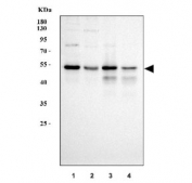 Western blot testing of human 1) K562, 2) HEL, 3) Jurkat and 4) ThP-1 cell lysate with SDE2 antibody. Predicted molecular weight ~50 kDa.