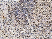 IHC staining of FFPE human spleen tissue with SDE2 antibody. HIER: boil tissue sections in pH8 EDTA for 20 min and allow to cool before testing.