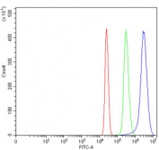 Flow cytometry testing of human HepG2 cells with KIAA0295 antibody at 1ug/million cells (blocked with goat sera); Red=cells alone, Green=isotype control, Blue= KIAA0295 antibody.