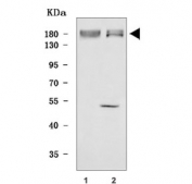 Western blot testing of human 1) HEL and 2) A549 cell lysate with KIAA0295 antibody. Predicted molecular weight ~151 kDa.