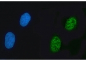 Immunofluorescent staining of FFPE human U-2 OS cells with KIAA0295 antibody (green) and DAPI nuclear stain (blue). HIER: steam section in pH6 citrate buffer for 20 min.