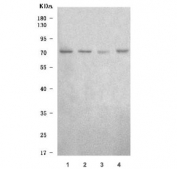 Western blot testing of 1) human HepG2, 2) human A549, 3) human Caco-2 and 4) rat C6 cell lysate with TRIM67 antibody. Predicted molecular weight: 78-84 kDa (multiple isoforms).