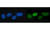 Immunofluorescent staining of FFPE human U-2 OS cells with TIGD1 antibody (green) and DAPI nuclear stain (blue). HIER: steam section in pH6 citrate buffer for 20 min.