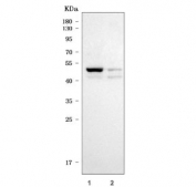 Western blot testing of human 1) T-47D and 2) U-2 OS cell lysate with TRAM1L1 antibody. Predicted molecular weight ~42 kDa.