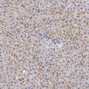 IHC staining of FFPE rat liver tissue with Tmid2 antibody. HIER: boil tissue sections in pH8 EDTA for 20 min and allow to cool before testing.