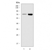 Western blot testing of 1) mouse liver and 2) mouse kidney tissue lysate with Timd2 antibody. Predicted molecular weight ~34 kDa but may be observed at higher molecular weights due to glycosylation.