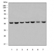 Western blot testing of 1) human Jurkat, 2) human HEL, 3) human MOLT4, 4) rat lug, 5) rat spleen, 6) mouse lung and 7) mouse spleen tissue lysate with TAL1 antibody. Predicted molecular weight ~34 kDa, routinely observed at 39-41 kDa.