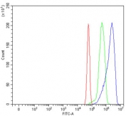 Flow cytometry testing of rat RH35 cells with TWIST1/2 antibody at 1ug/million cells (blocked with goat sera); Red=cells alone, Green=isotype control, Blue= TWIST1/2 antibody.