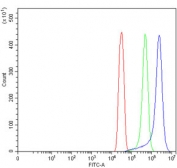 Flow cytometry testing of human SiHa cells with FRY antibody at 1ug/million cells (blocked with goat sera); Red=cells alone, Green=isotype control, Blue= FRY antibody.