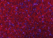 Immunofluorescent staining of FFPE rat brain tissue with CNP antibody (red) and DAPI nuclear stain (blue). HIER: boil tissue sections in pH8 EDTA for 20 min and allow to cool before testing.