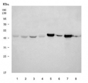 Western blot testing of 1) human HeLa, 2) human U-251, 3) human HepG2, 4) human MOLT4, 5) rat brain, 6) rat C6, 7) mouse brain and 8) mouse Neuro-2a cell lysate with CNP antibody. Predicted molecular weight ~47 kDa.