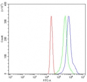 Flow cytometry testing of human U937 cells with CNP antibody at 1ug/million cells (blocked with goat sera); Red=cells alone, Green=isotype control, Blue= CNP antibody.