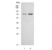 Western blot testing of human 1) Jurkat and 2) MOLT4 cell lysate with IL2-inducible T-cell kinase antibody. Predicted molecular weight ~72 kDa.