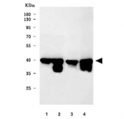 Western blot testing of 1) rat kidney, 2) rat liver, 3) mouse kidney and 4) mouse liver tissue lysate with WNT7A antibody. Expected molecular weight ~39 kDa.