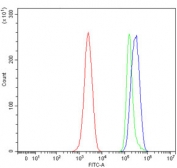 Flow cytometry testing of mouse ANA-1 cells with WNT7A antibody at 1ug/million cells (blocked with goat sera); Red=cells alone, Green=isotype control, Blue= WNT7A antibody.