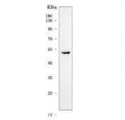 Western blot testing of mouse heart tissue lysate with Plagl1 antibody. Predicted molecular weight ~51 kDa.