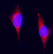 Immunofluorescent staining of FFPE mouse RM1 cells with Plagl1 antibody (red) and DAPI nuclear stain (blue). HIER: steam section in pH6 citrate buffer for 20 min.