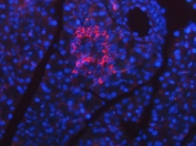Immunofluorescent staining of FFPE mouse pancreas tissue with SEL1L antibody (red) and DAPI nuclear stain (blue). HIER: boil tissue sections in pH8 EDTA for 20 min and allow to cool before testing.