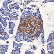IHC staining of FFPE rat pancreas tissue with SEL1L antibody. HIER: boil tissue sections in pH8 EDTA for 20 min and allow to cool before testing.