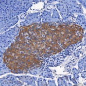 IHC staining of FFPE mouse pancreas tissue with SEL1L antibody. HIER: boil tissue sections in pH8 EDTA for 20 min and allow to cool before testing.