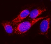 Immunofluorescent staining of FFPE human U-2 OS cells with SEL11 antibody (red) and DAPI nuclear stain (blue). HIER: steam section in pH6 citrate buffer for 20 min.